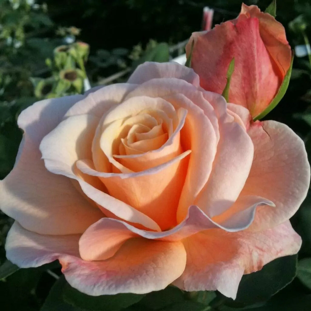 Apricot Oh Happy Day Hybrid Rose Seeds, 30 seeds