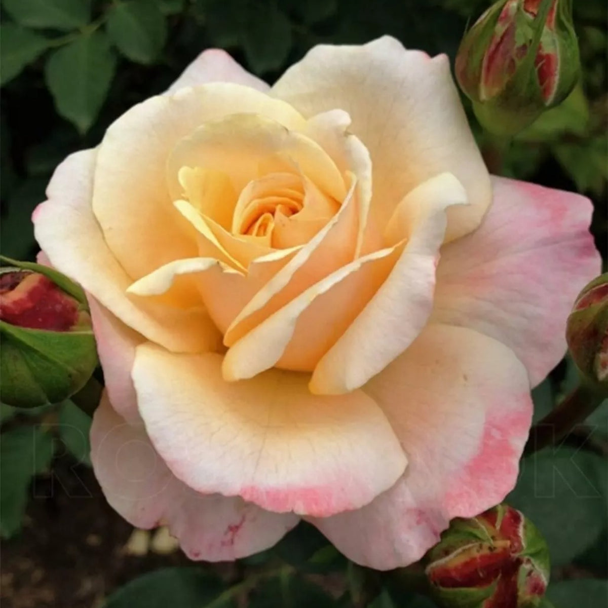 Apricot Oh Happy Day Hybrid Rose Seeds, 30 seeds