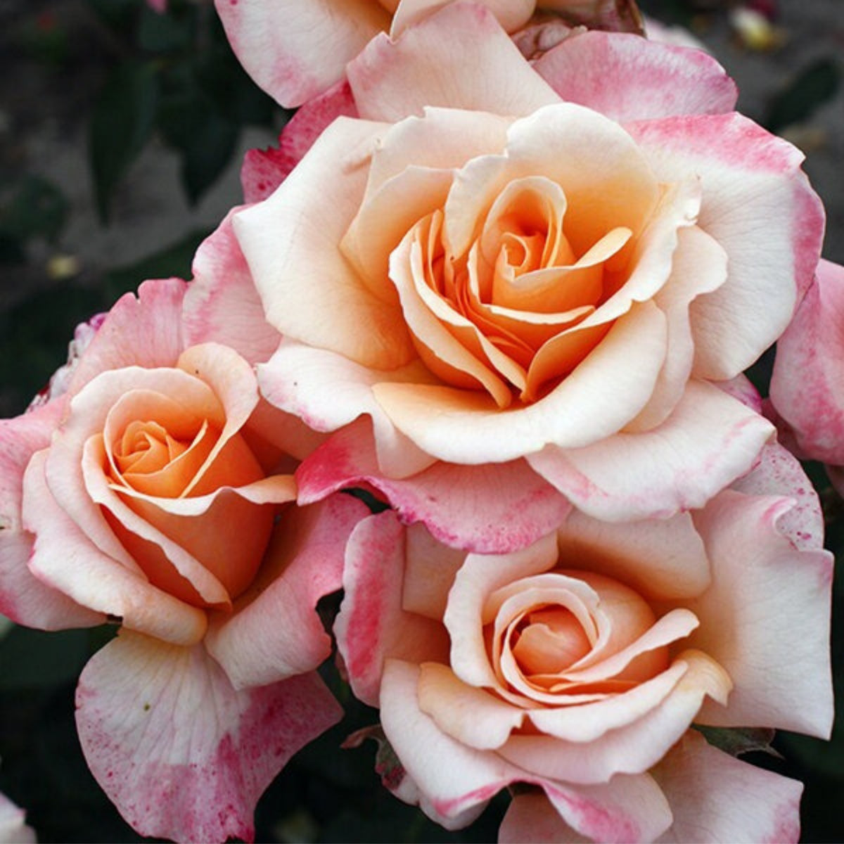 Apricot Oh Happy Day Hybrid Rose Seeds, 30 seeds