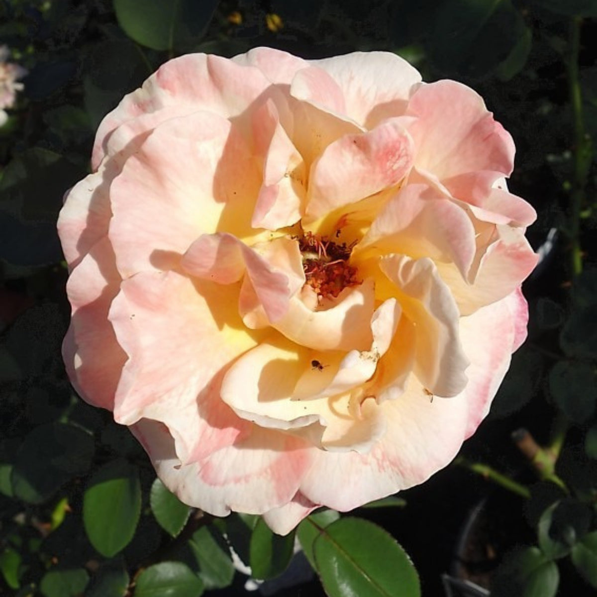 Apricot Oh Happy Day Hybrid Rose Seeds, 30 seeds