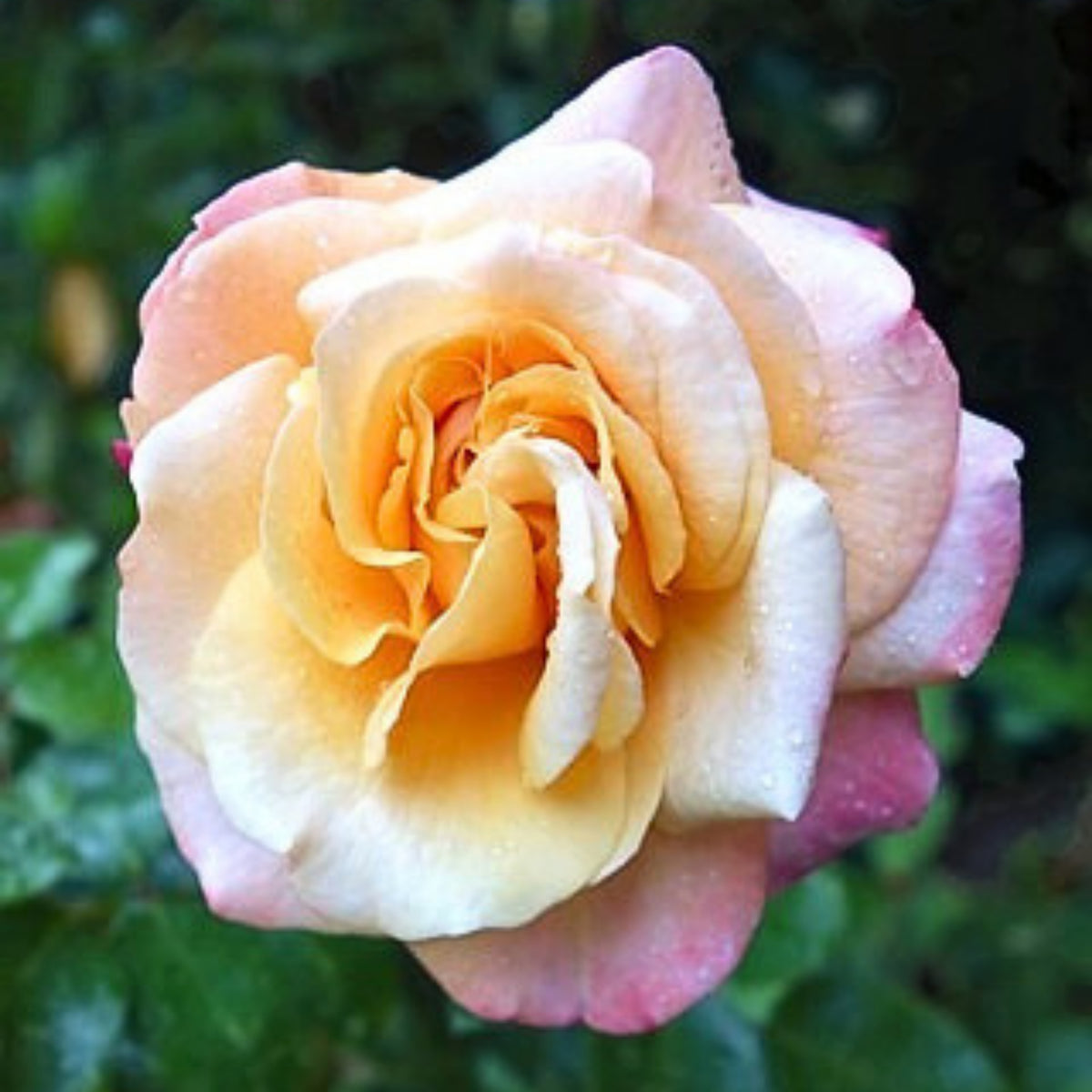 Apricot Oh Happy Day Hybrid Rose Seeds, 30 seeds