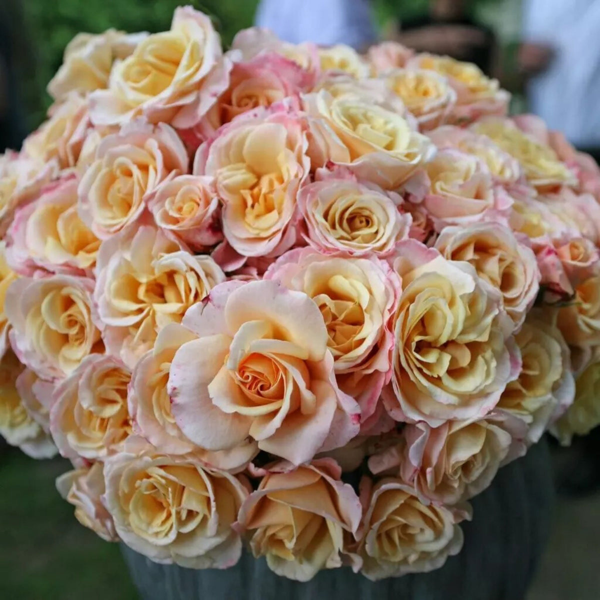 Apricot Oh Happy Day Hybrid Rose Seeds, 30 seeds