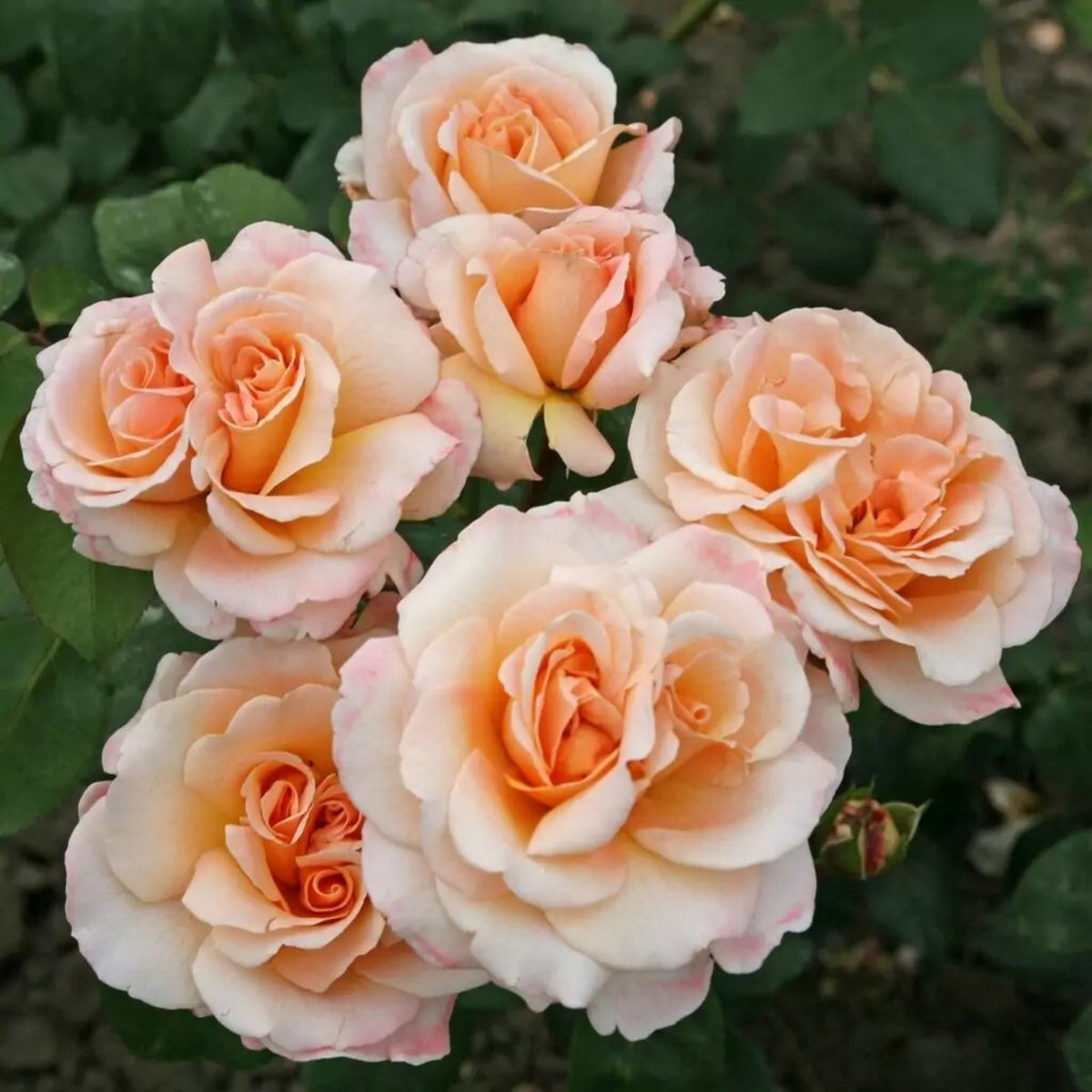 Apricot Oh Happy Day Hybrid Rose Seeds, 30 seeds