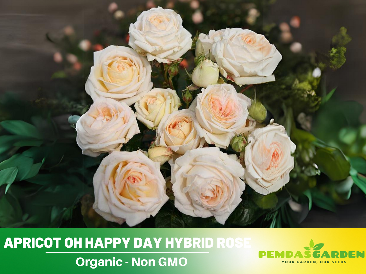 table rose seeds online 30 Rare Seeds| Madame Anisette Grandiflora Rose Seeds #1029 – PEMDASGARDEN