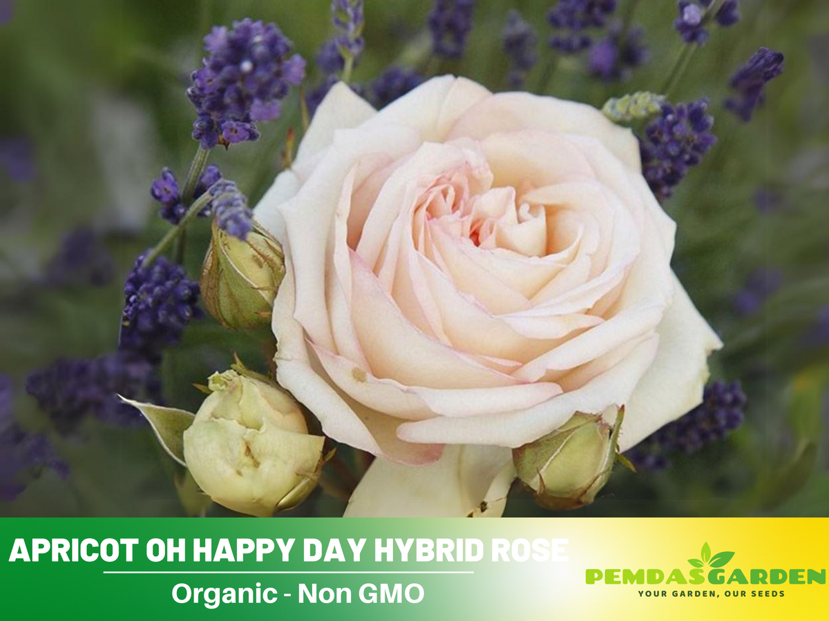 30 Rare Seeds| Oh Happy Day Shrub Rose #1028