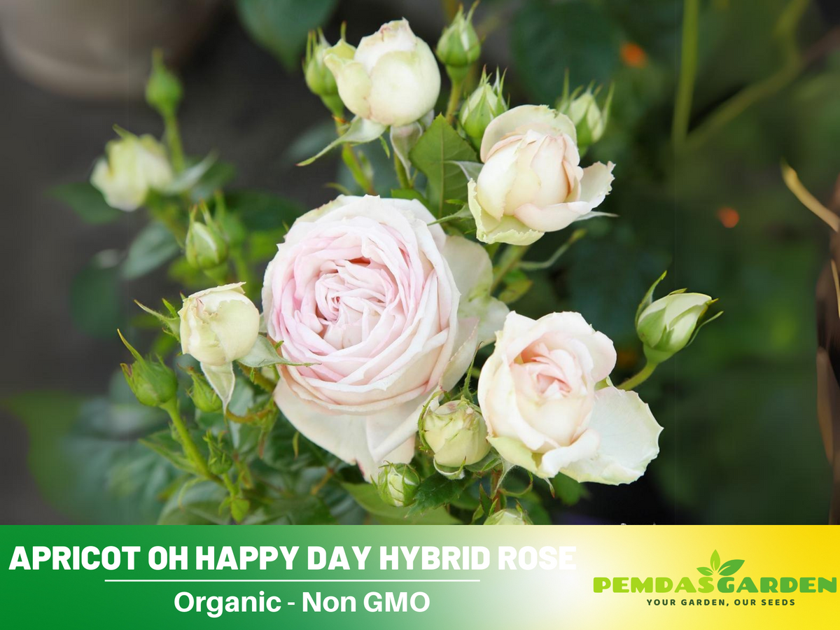 30 Rare Seeds| Oh Happy Day Shrub Rose #1028