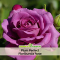 30 Rare Seeds| Plum Perfect Floribunda Rose Seeds #1031