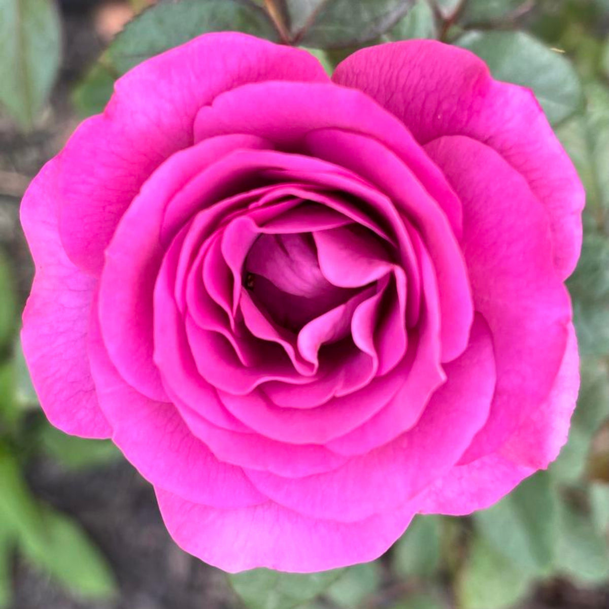 Plum Perfect Floribunda Rose Seeds, 30 seeds
