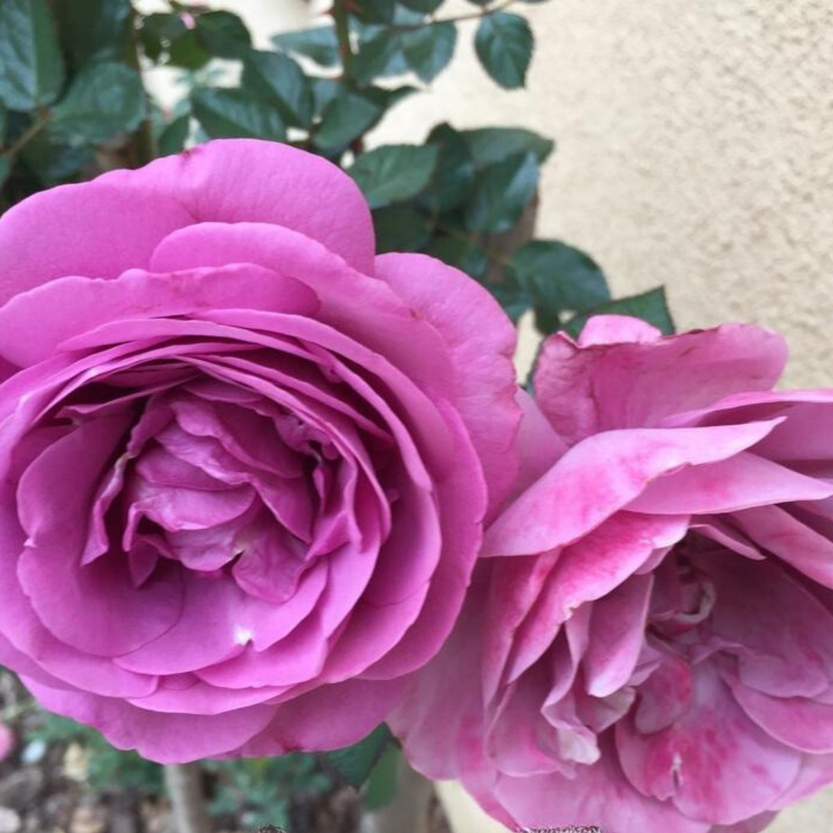 Plum Perfect Floribunda Rose Seeds, 30 seeds