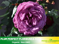 30 Rare Seeds| Plum Perfect Floribunda Rose Seeds #1031
