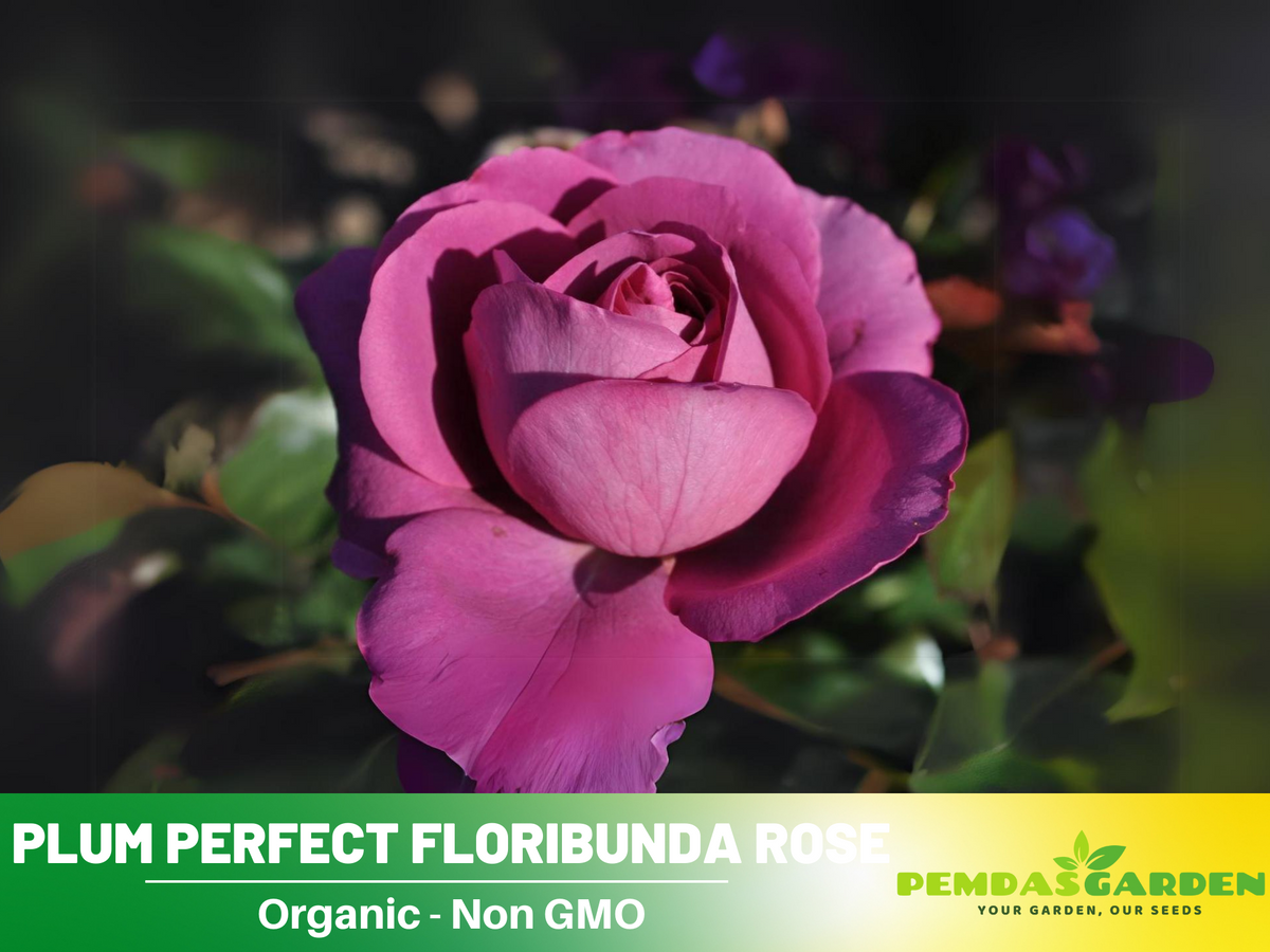 30 Rare Seeds| Plum Perfect Floribunda Rose Seeds #1031