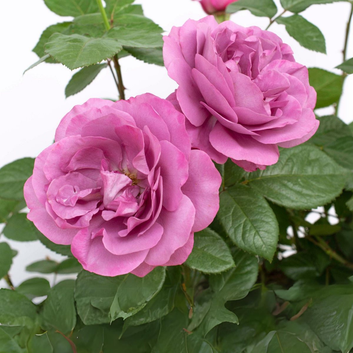 Plum Perfect Floribunda Rose Seeds, 30 seeds