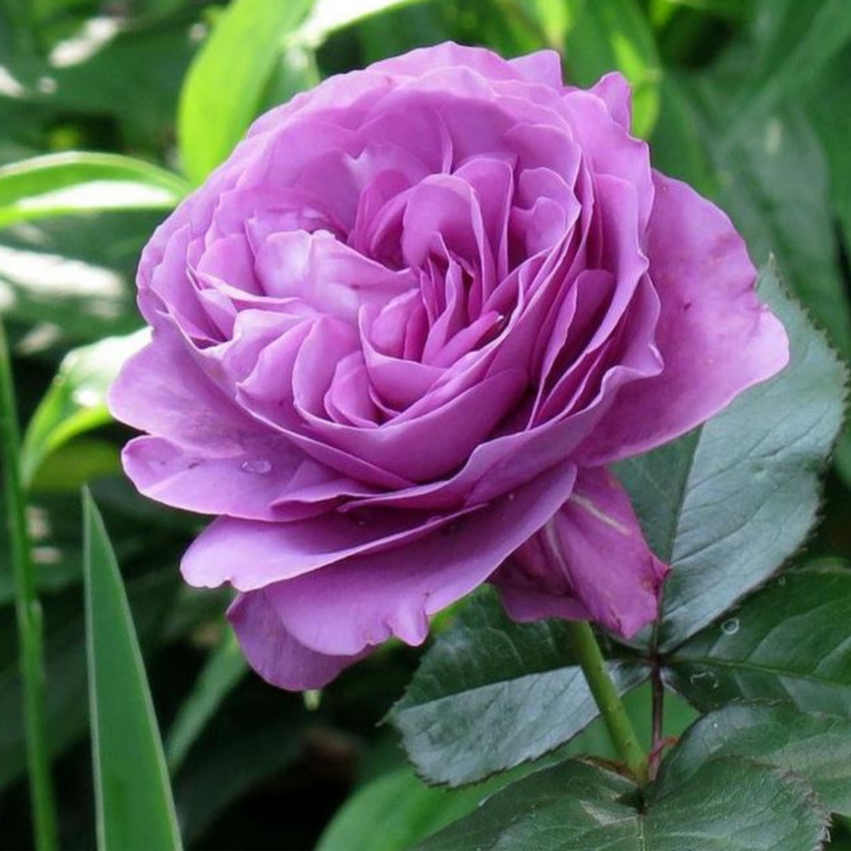 Plum Perfect Floribunda Rose Seeds, 30 seeds