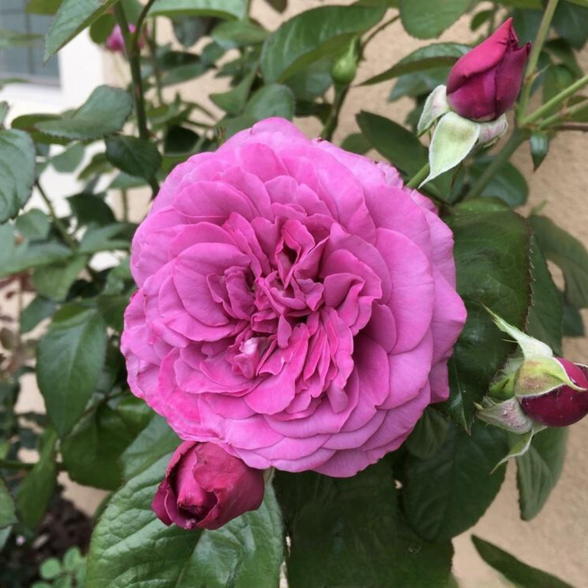 Plum Perfect Floribunda Rose Seeds, 30 seeds