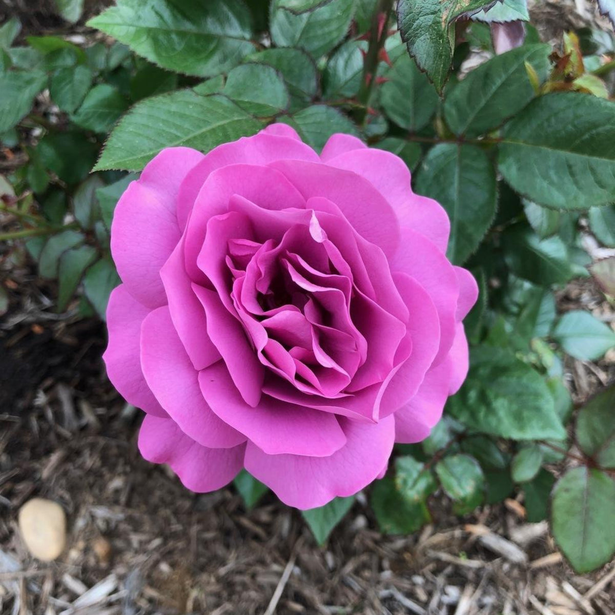 Plum Perfect Floribunda Rose Seeds, 30 seeds