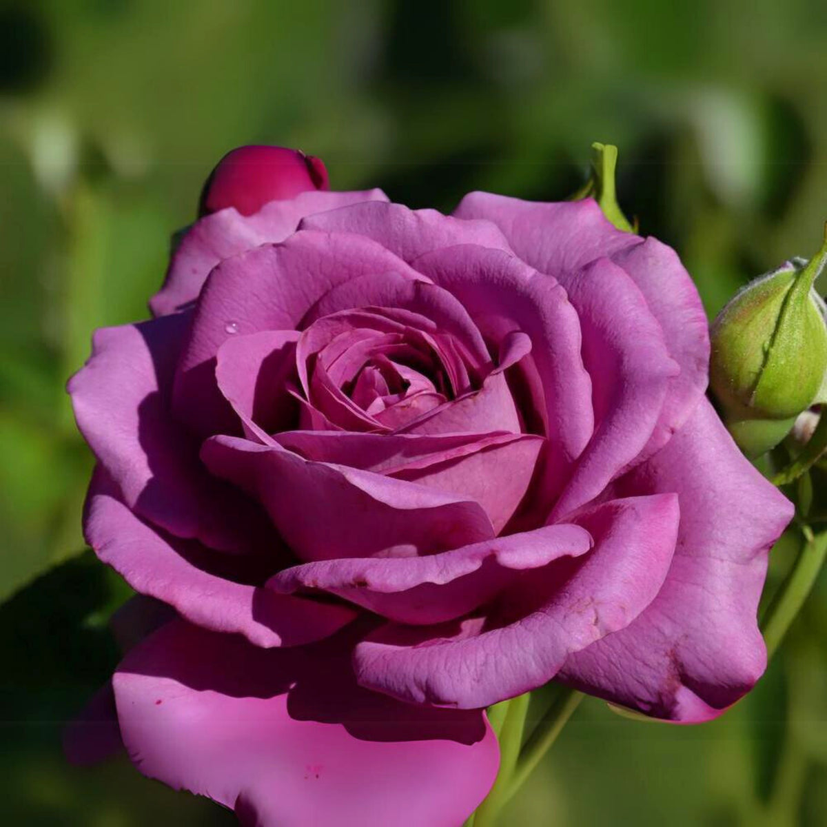 Plum Perfect Floribunda Rose Seeds, 30 seeds