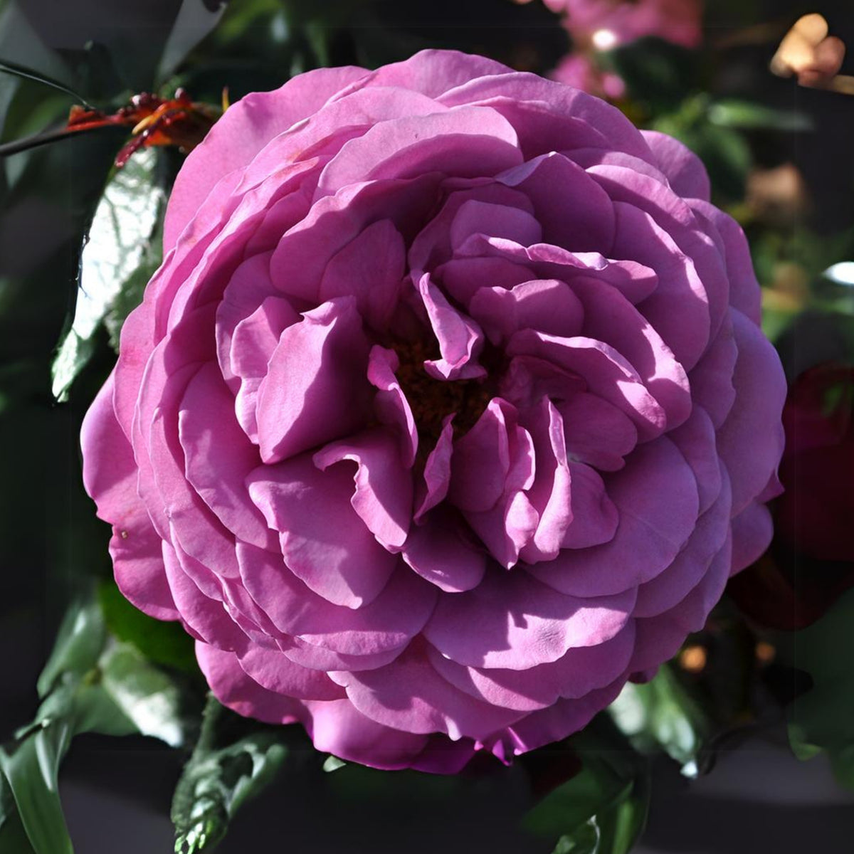 Plum Perfect Floribunda Rose Seeds, 30 seeds