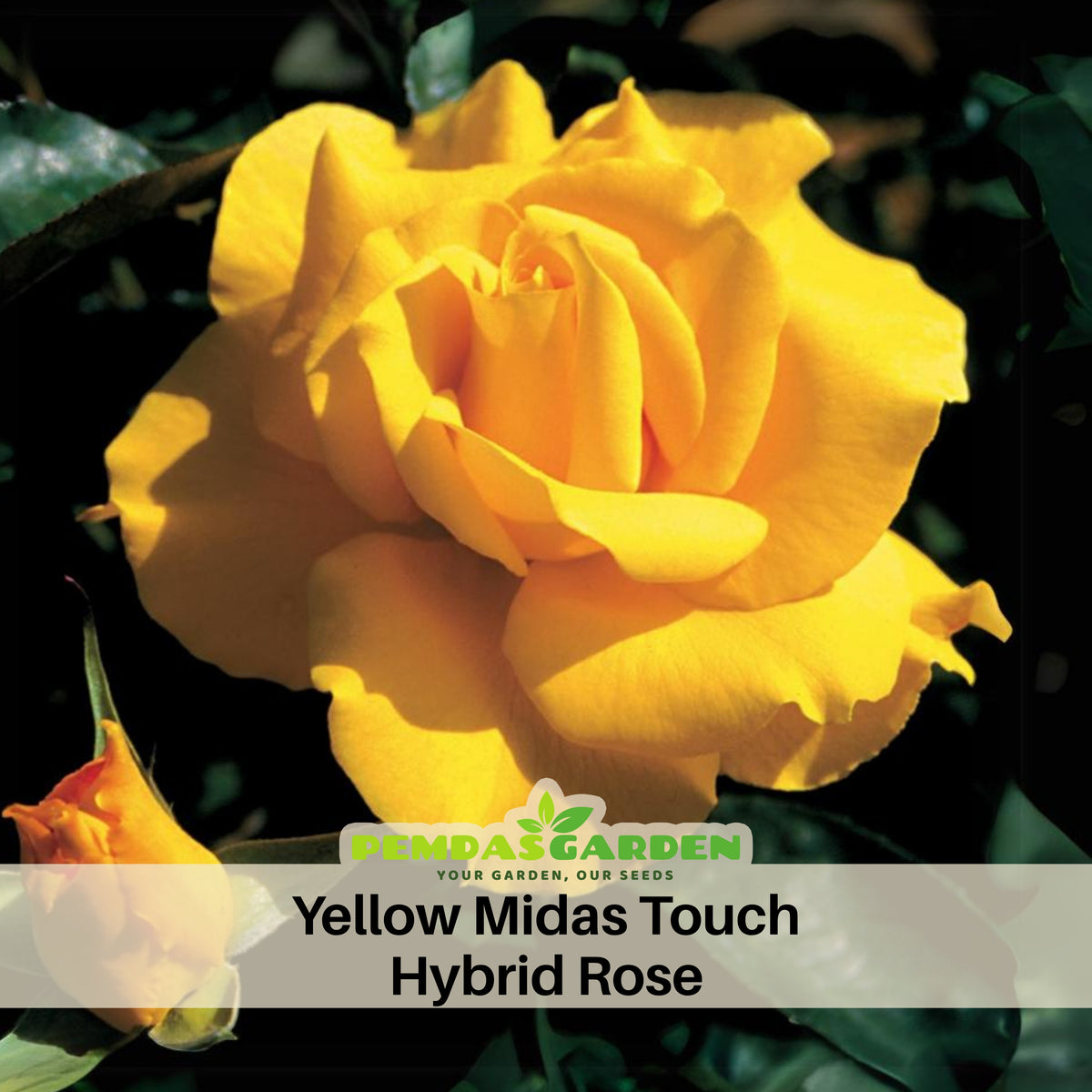 Midas Touch Hybrid Tea Rose Seeds, 30 seeds