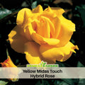 30 Rare Seeds| Midas Touch Hybrid Tea Rose Seeds #1032