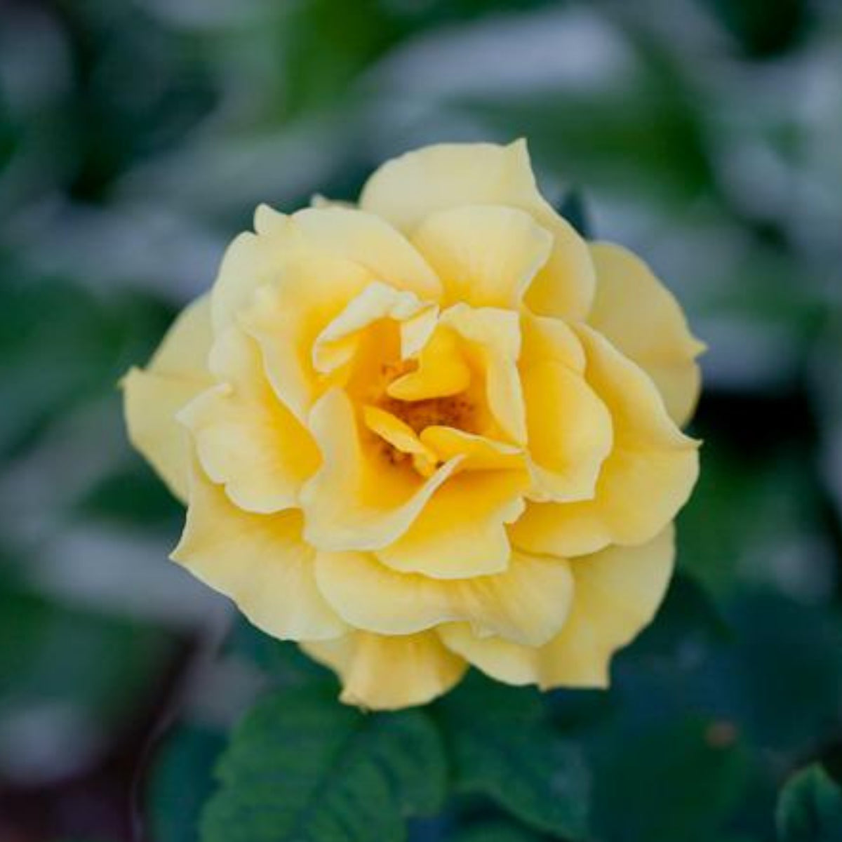 Midas Touch Hybrid Tea Rose Seeds, 30 seeds