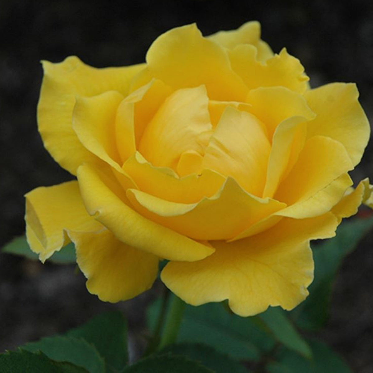 Midas Touch Hybrid Tea Rose Seeds, 30 seeds