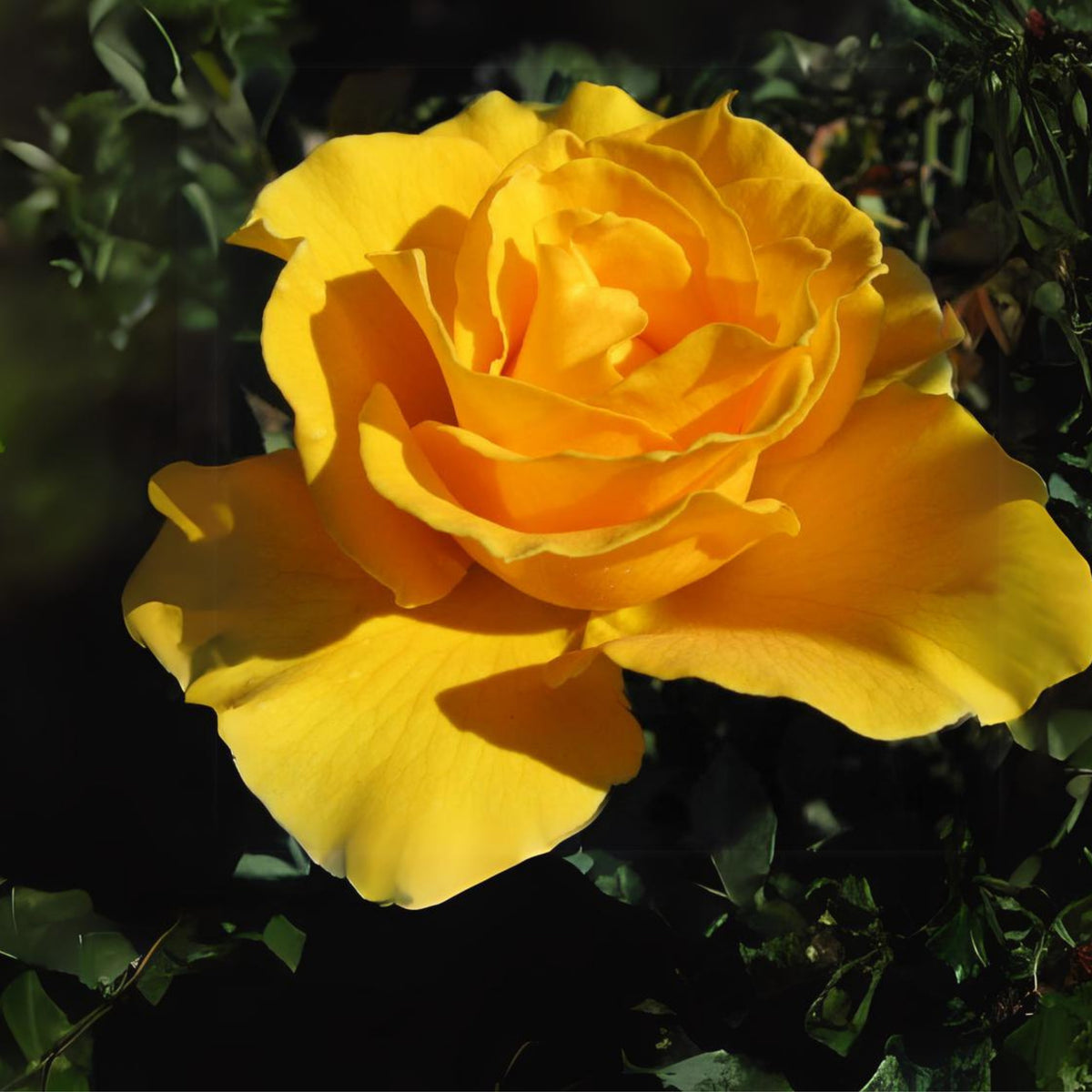 Midas Touch Hybrid Tea Rose Seeds, 30 seeds