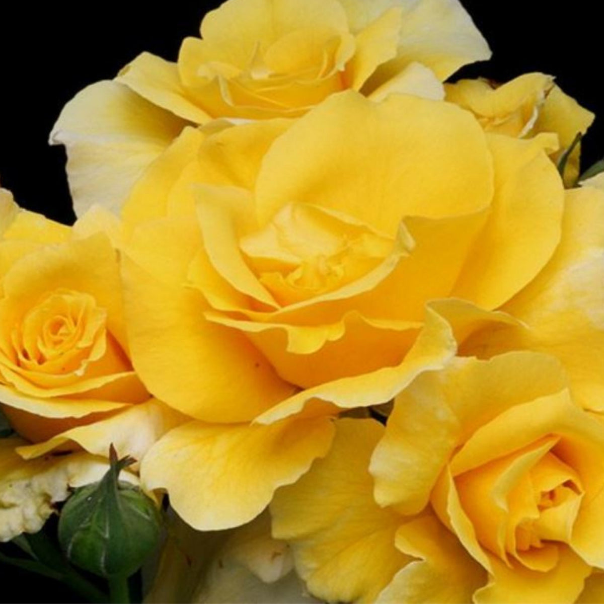 Midas Touch Hybrid Tea Rose Seeds, 30 seeds