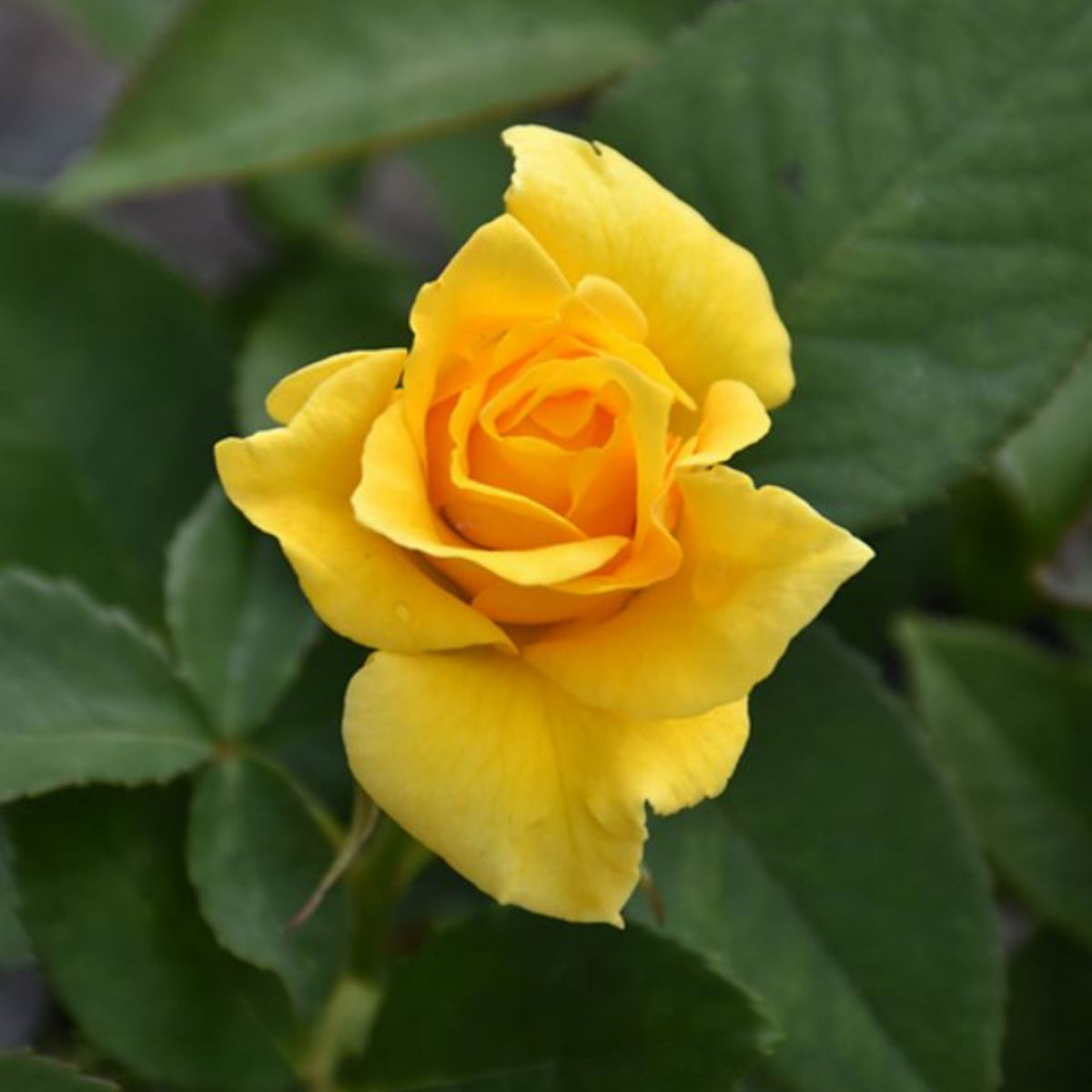 Midas Touch Hybrid Tea Rose Seeds, 30 seeds