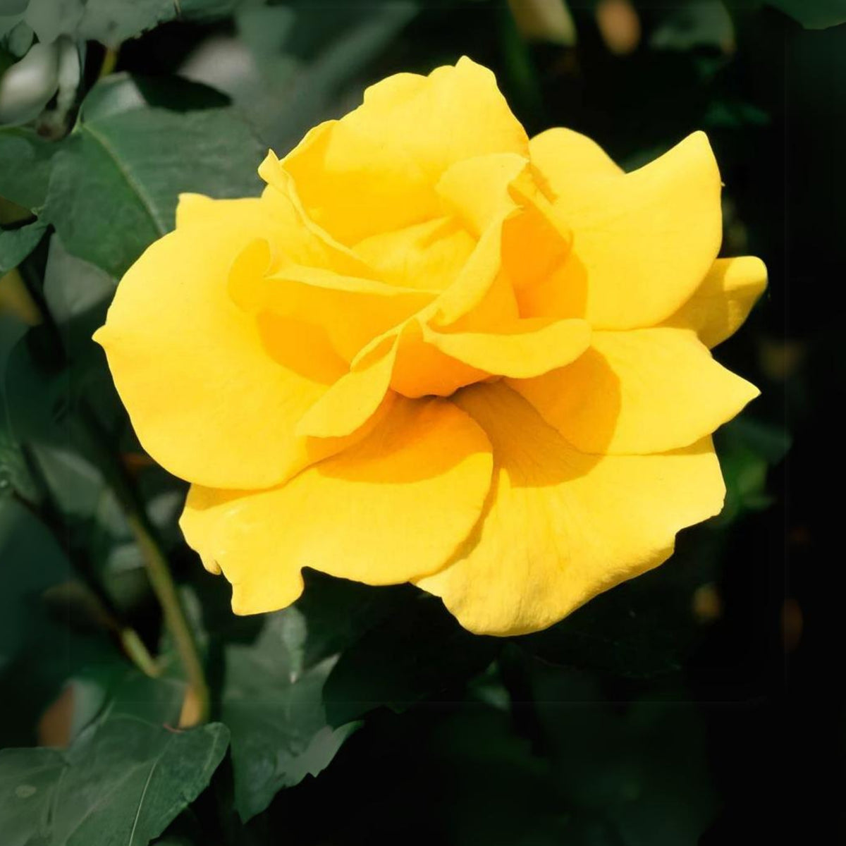 Midas Touch Hybrid Tea Rose Seeds, 30 seeds