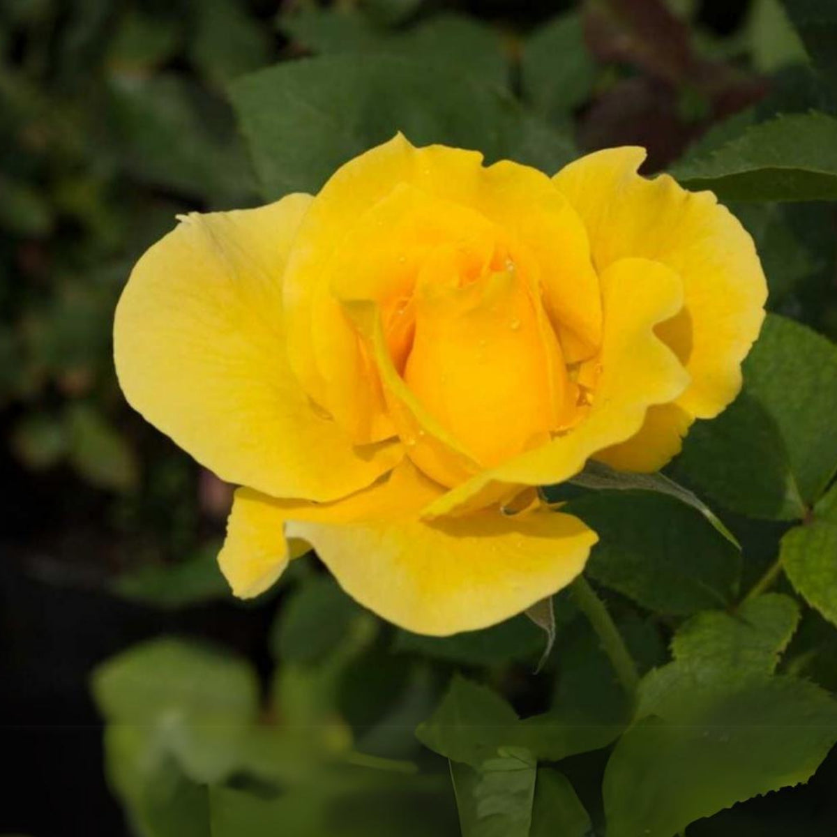 Midas Touch Hybrid Tea Rose Seeds, 30 seeds