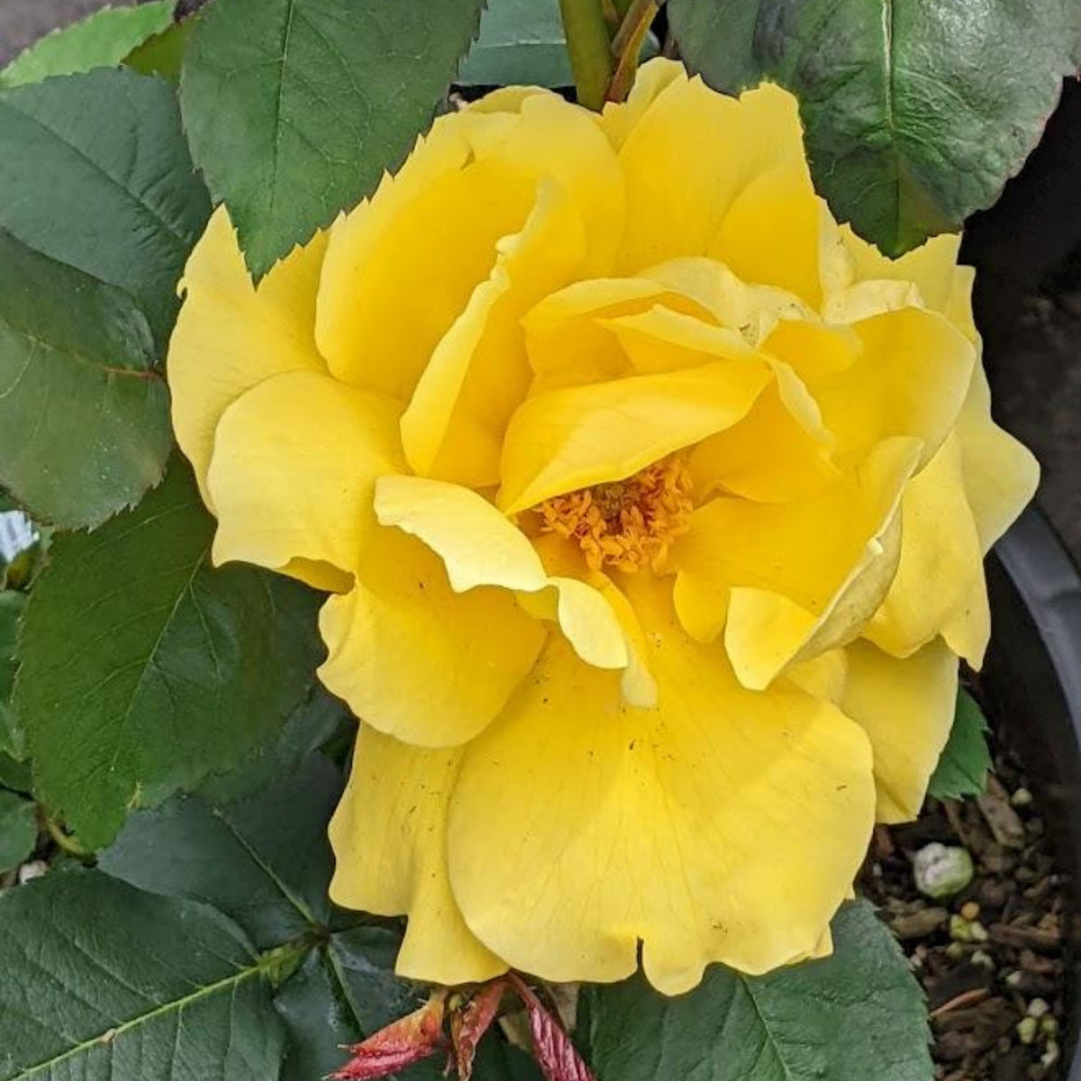 Midas Touch Hybrid Tea Rose Seeds, 30 seeds