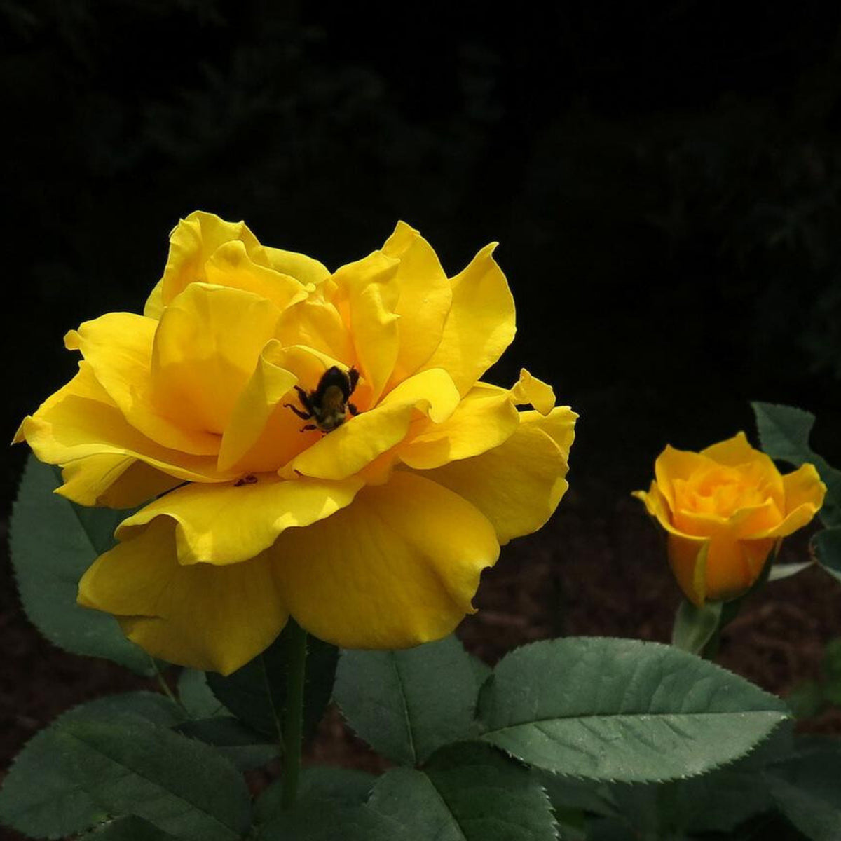 Midas Touch Hybrid Tea Rose Seeds, 30 seeds