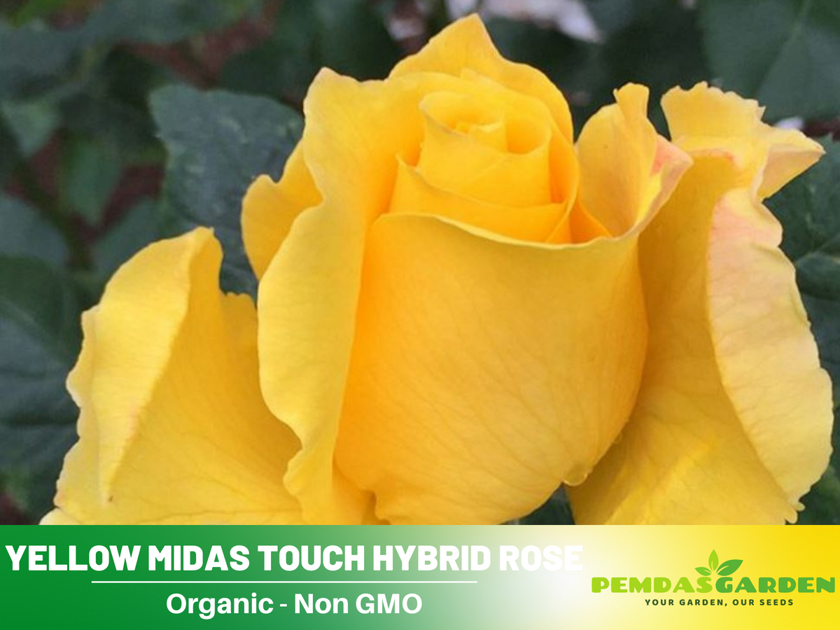 30 Rare Seeds| Midas Touch Hybrid Tea Rose Seeds #1032