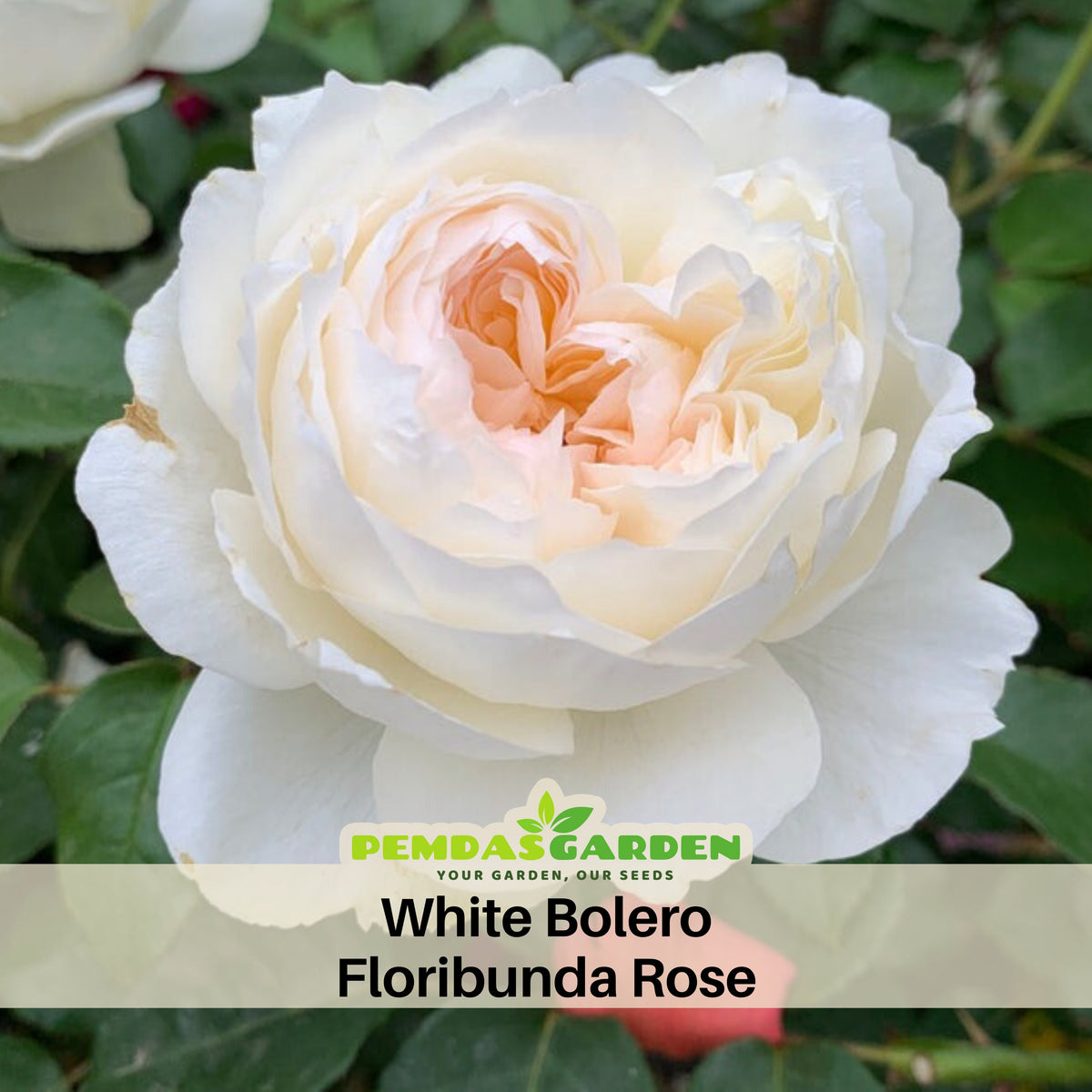 Bolero Floribunda Rose Seeds, 30 seeds