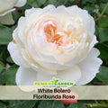 30 Rare Seeds| Bolero Floribunda Rose Seeds #1033