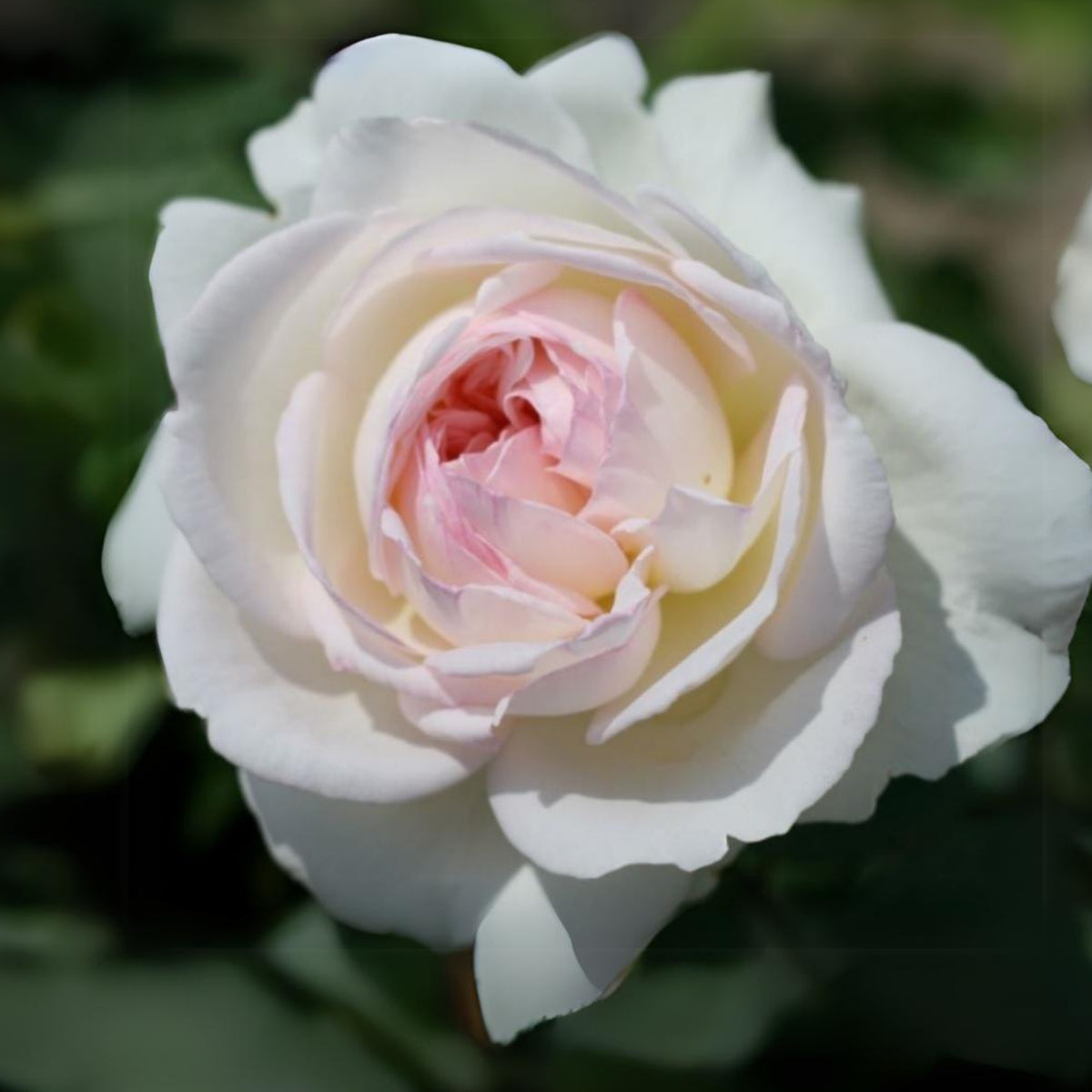 Bolero Floribunda Rose Seeds, 30 seeds