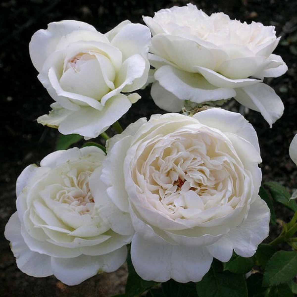 Bolero Floribunda Rose Seeds, 30 seeds