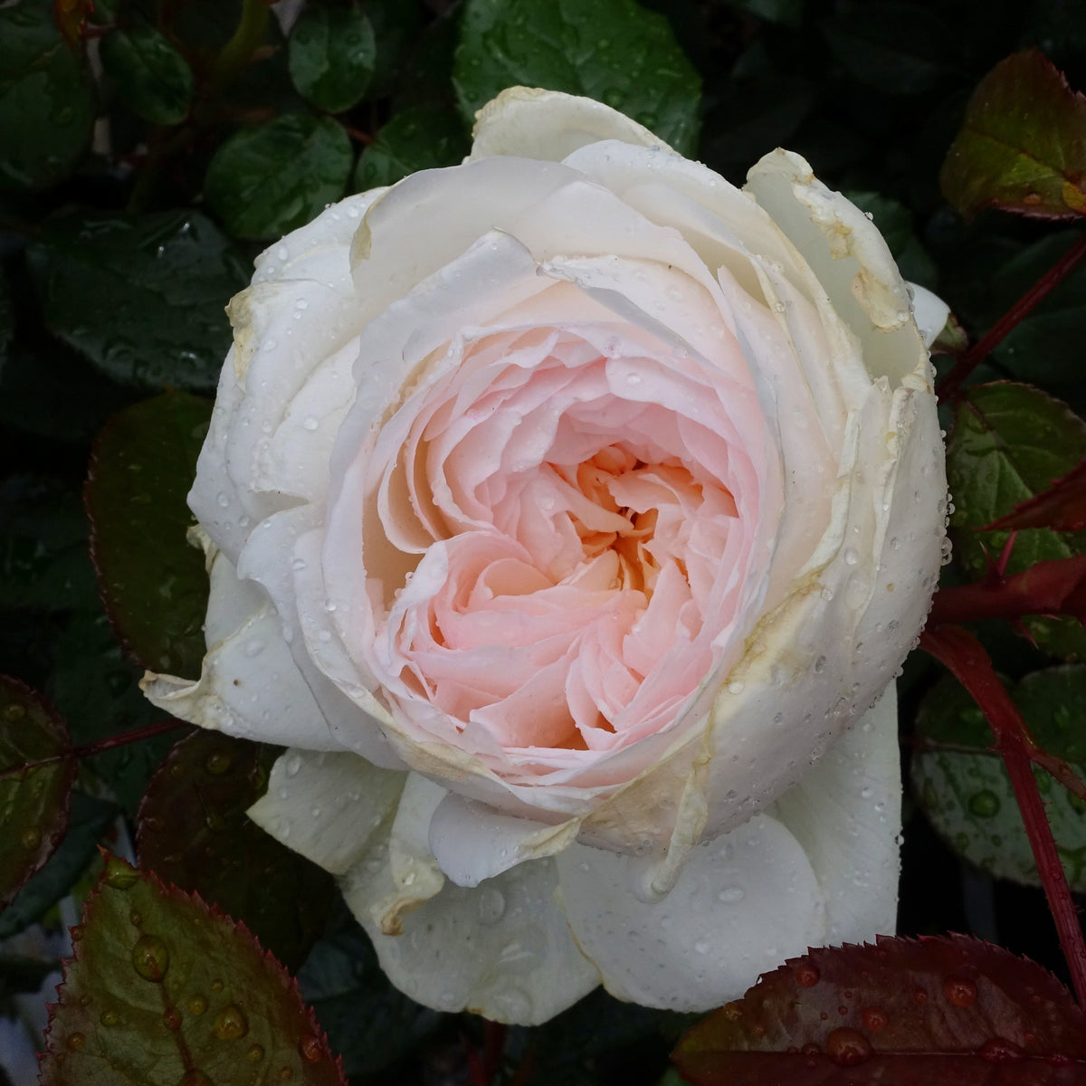 Bolero Floribunda Rose Seeds, 30 seeds