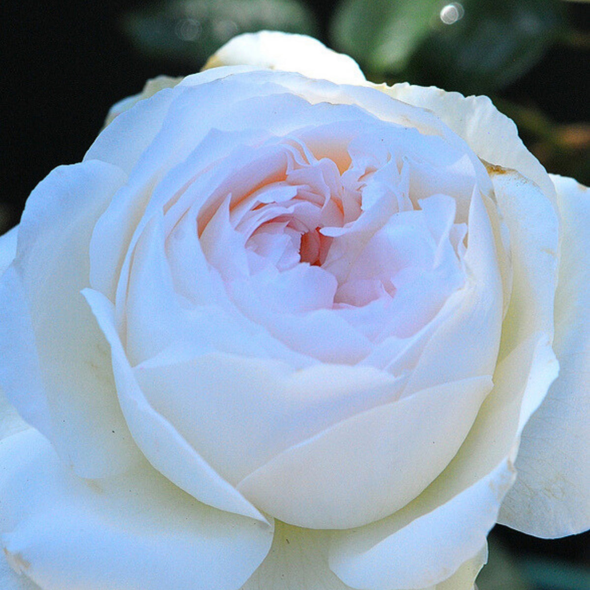 Bolero Floribunda Rose Seeds, 30 seeds
