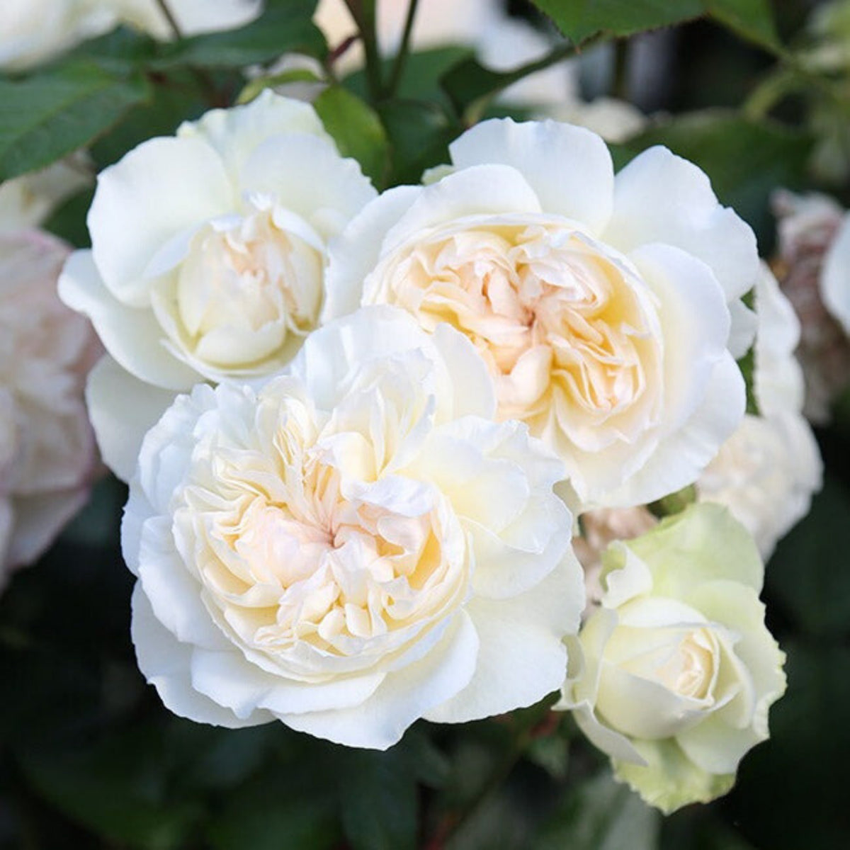 Bolero Floribunda Rose Seeds, 30 seeds