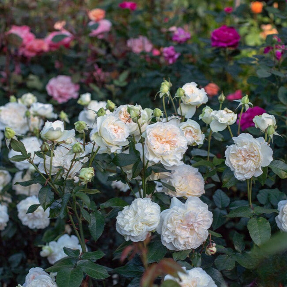 Bolero Floribunda Rose Seeds, 30 seeds