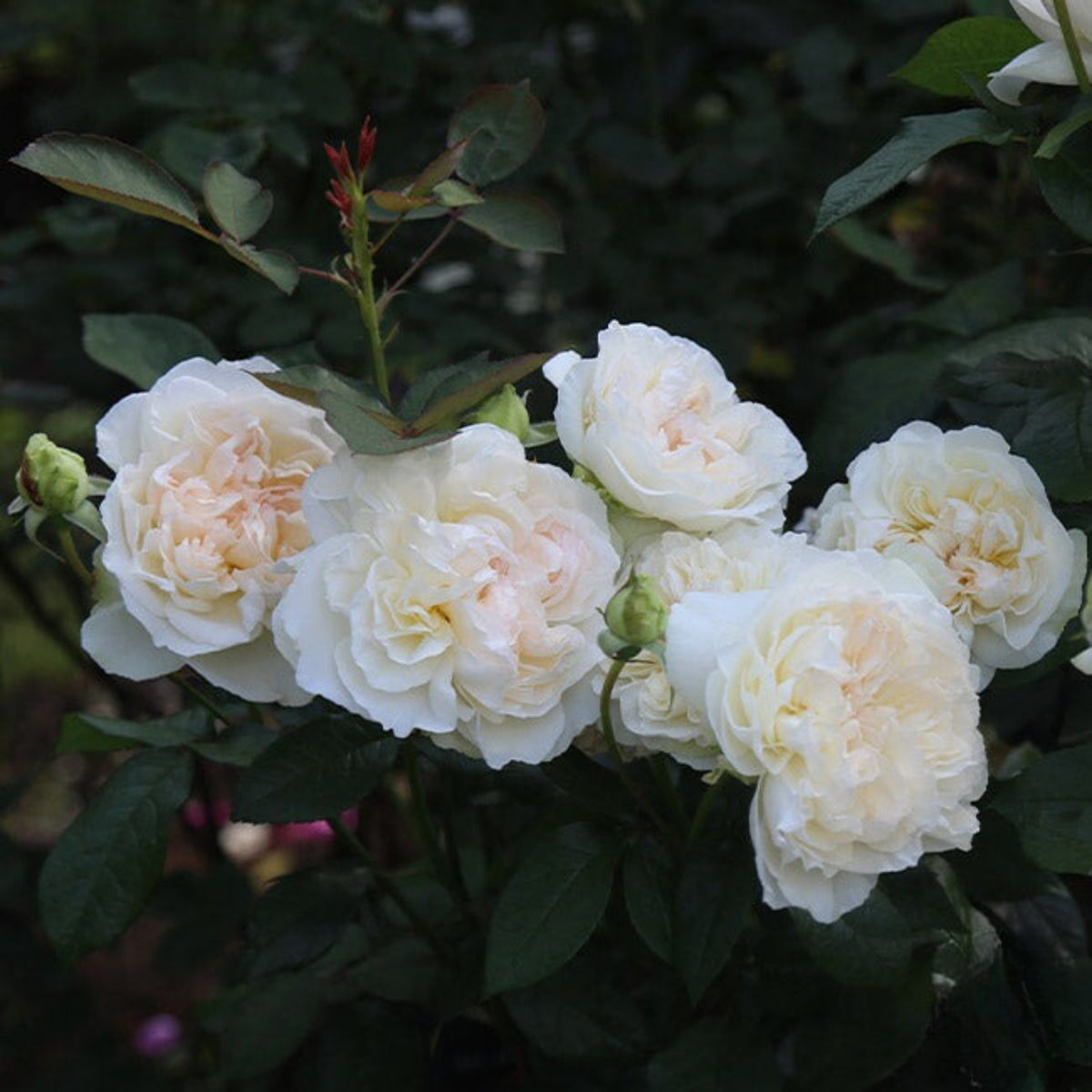 Bolero Floribunda Rose Seeds, 30 seeds