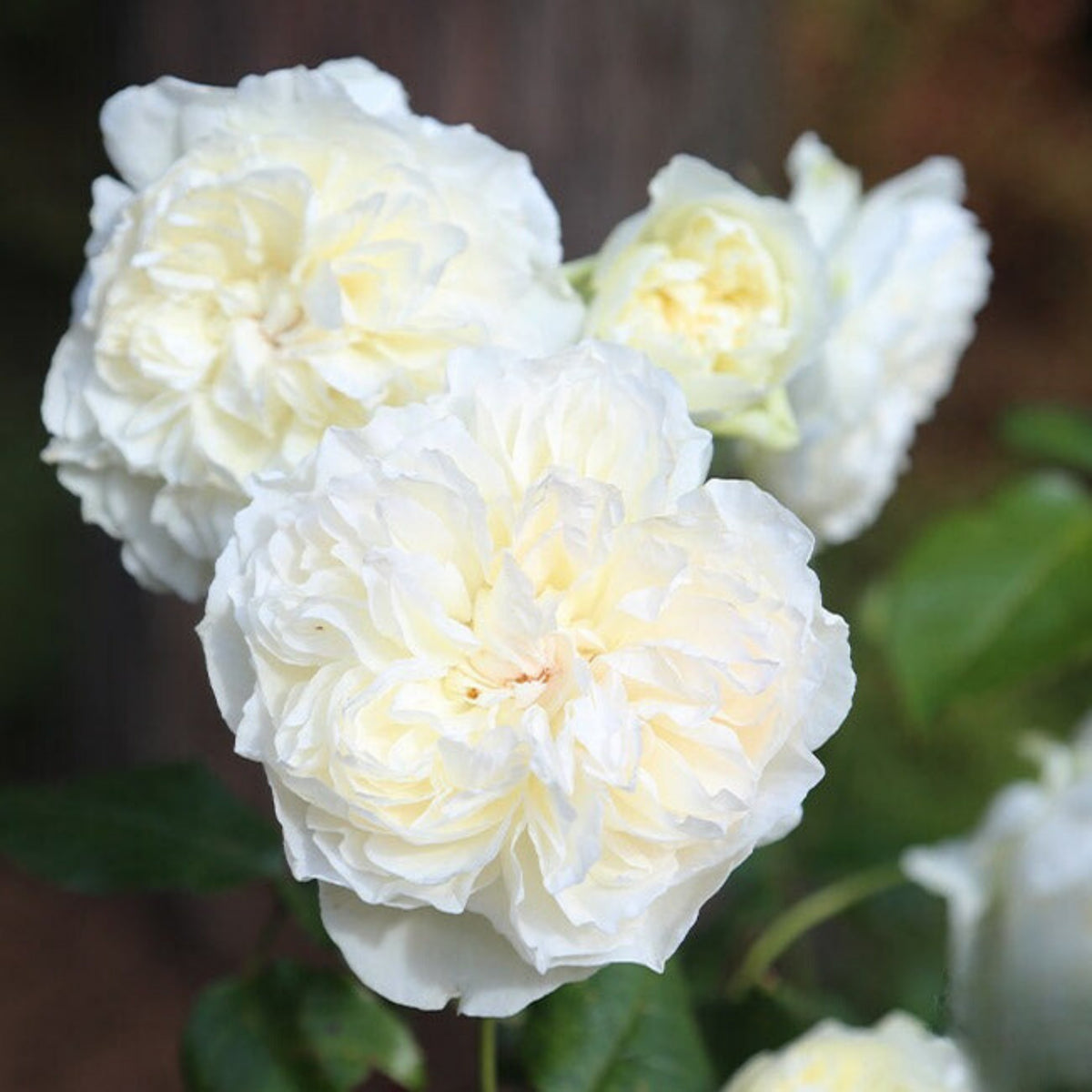 Bolero Floribunda Rose Seeds, 30 seeds