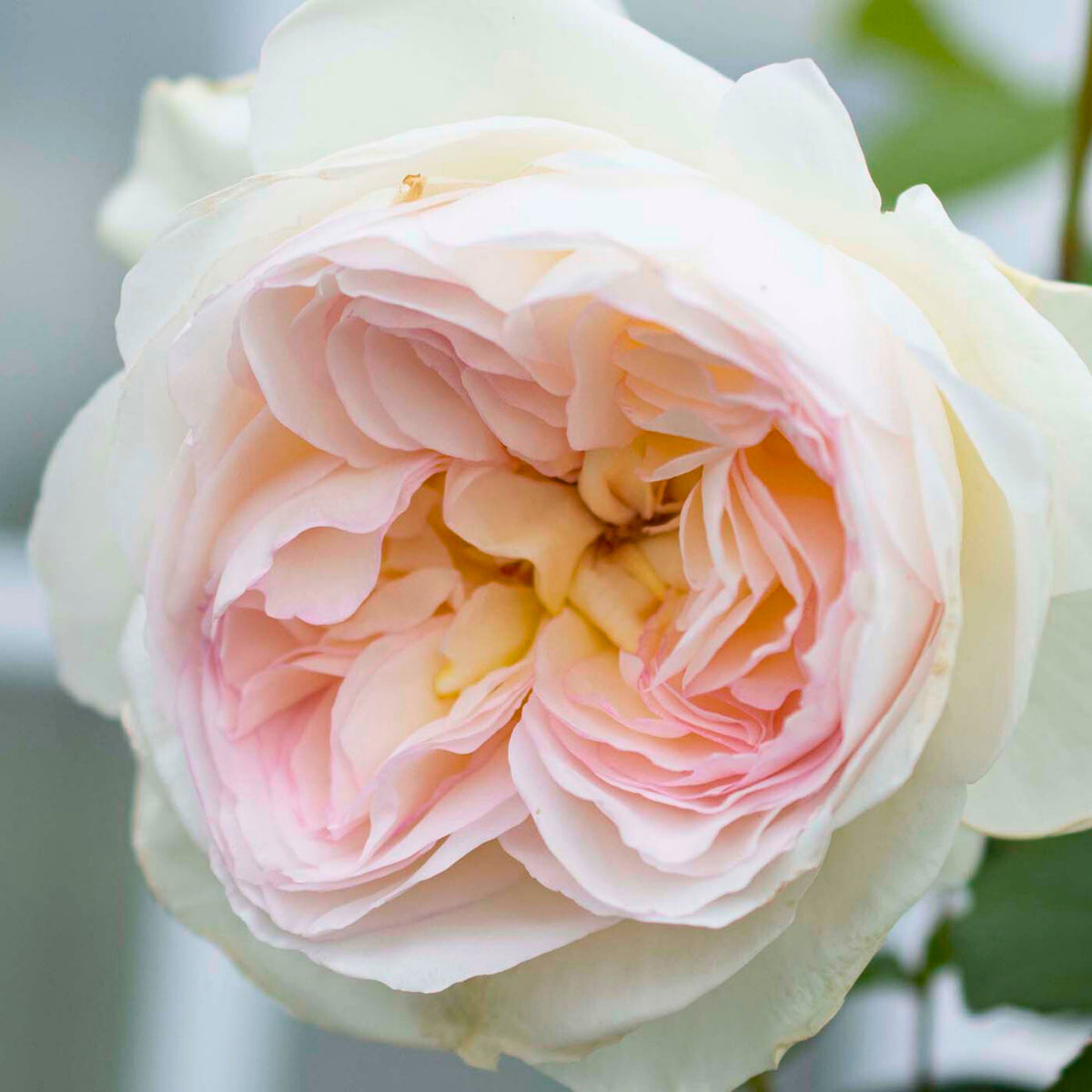 Bolero Floribunda Rose Seeds, 30 seeds
