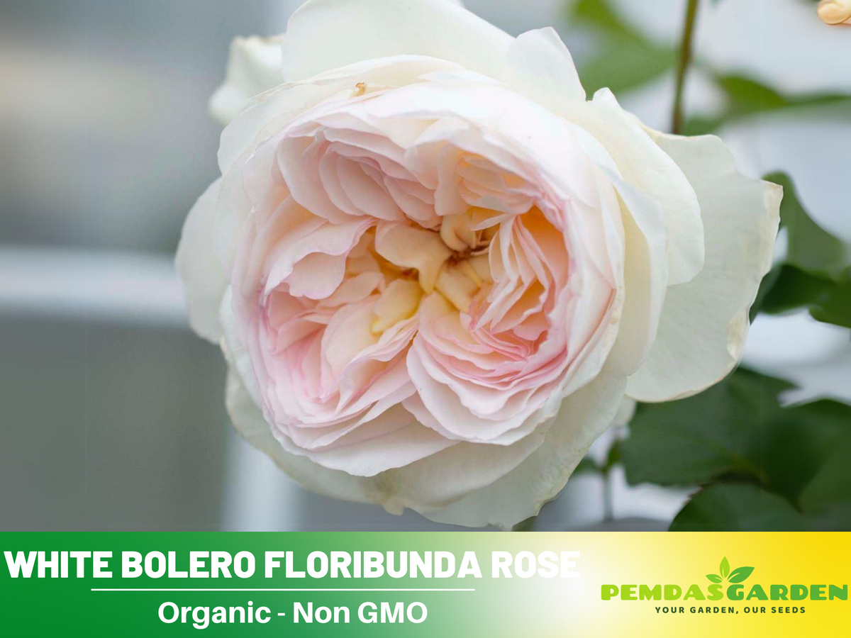 30 Rare Seeds| Bolero Floribunda Rose Seeds #1033