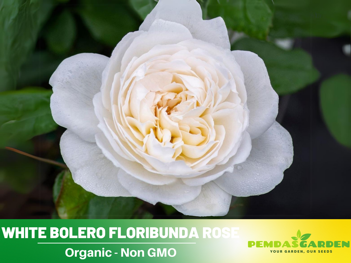 30 Rare Seeds| Bolero Floribunda Rose Seeds #1033