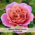 30 Rare Seeds| Distant Drums Hardy Rose Seeds #1034