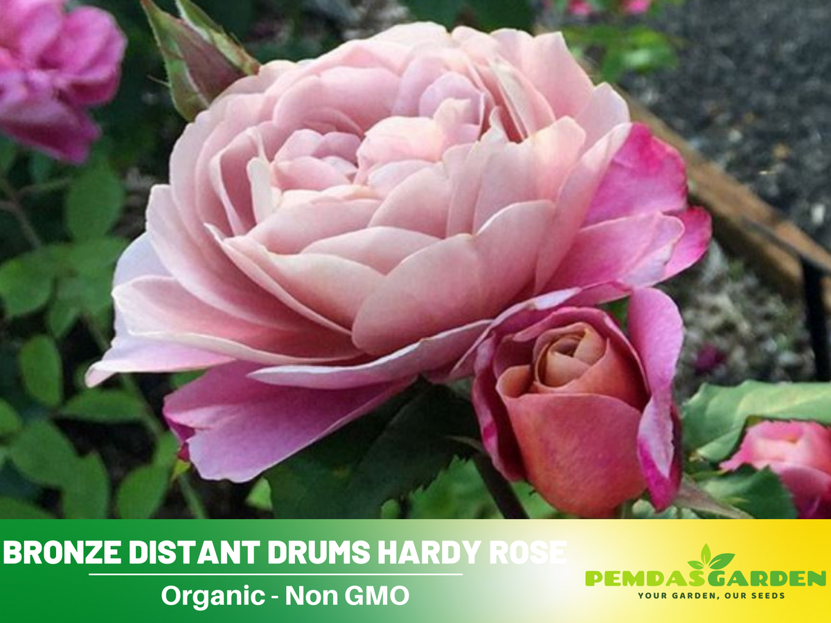 30 Rare Seeds| Distant Drums Hardy Rose Seeds #1034