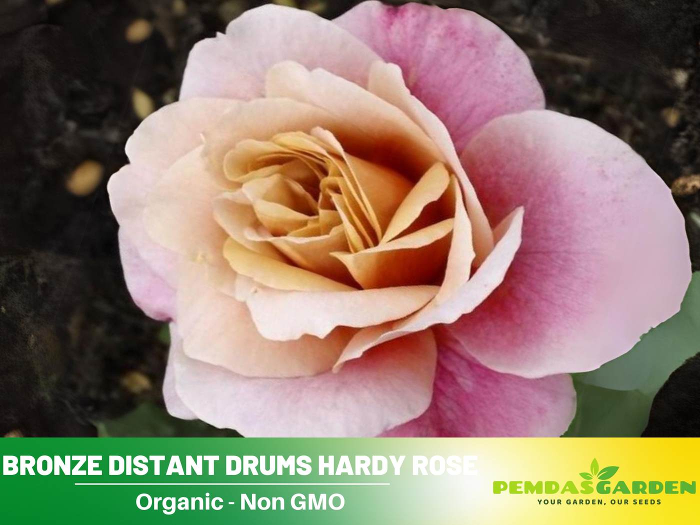 rose seeds uk 30 Rare Seeds| Distant Drums Hardy Rose Seeds #1034 – PEMDASGARDEN