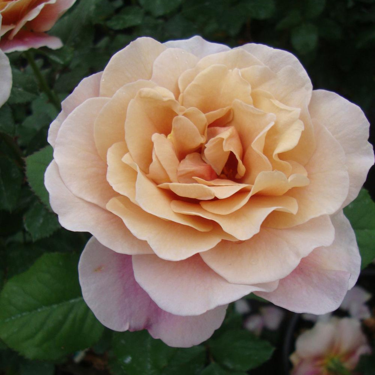 Distant Drums Hardy Rose Seeds, 30 seeds